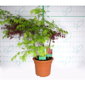 Acer palmatum "Dissectum" 15L Deco 3 Troncos Ht 45-60 80/100 3 Troncos 2 "Garnet"; 1 Tronco "Viridis"