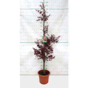 Acer palmatum "Dissectum Garnet" 15L Deco 150/170 Cónico
