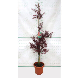 Acer palmatum "Dissectum Garnet" 15L Deco 140/160 Cónico
