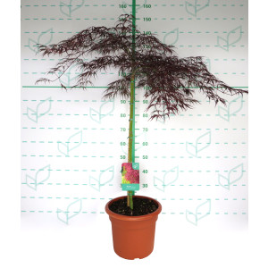 Acer palmatum "Dissectum Inaba Shidare" 15L Ht 80-90 100/110