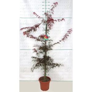 Acer palmatum "Dissectum Inaba Shidare" 15L Deco 140/160 Cónico
