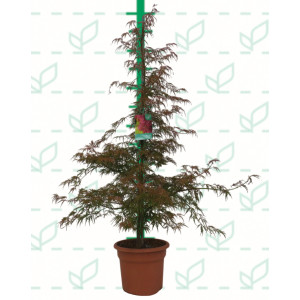 Acer palmatum "Dissectum Inaba Shidare" 15L Deco 160/190 Cónico