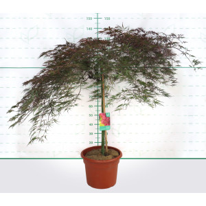 Acer palmatum "Dissectum Inaba Shidare" 25L Deco Ht 100 130