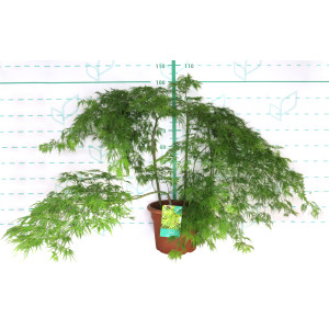 Acer palmatum "Dissectum Viridis" 15L Deco 3 Troncos  Ht 20-40-60 70/100