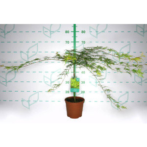 Acer palmatum "Dissectum Viridis" 3L Deco 30/40