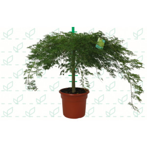 Acer palmatum "Dissectum Viridis" 45L Deco Ht 10/110 120/140 Ø14-16
