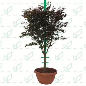 Acer palmatum "Fire Glow" 40L Tarrina 170/190