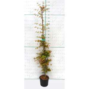 Acer palmatum "Katsura" 10L 140/160