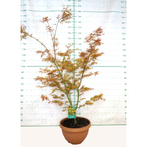 Acer palmatum "Katsura" 23L Tarrina 100/120