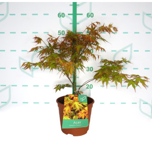 Acer palmatum "Katsura" 3L Deco 40/50