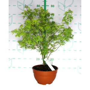 Acer palmatum "Metamorphosa" 5L Tarrina 50/60