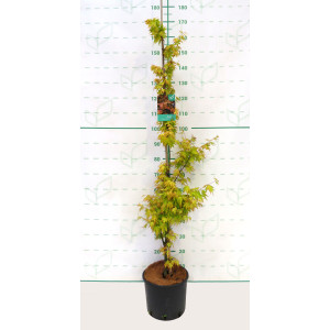 Acer palmatum "Orange Dream" 10L 140/160