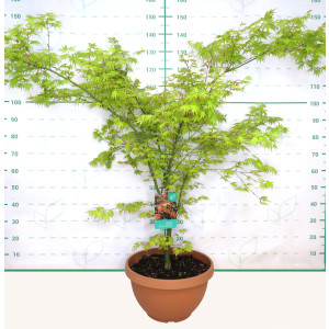 Acer palmatum "Orange Dream" 23L Tarrina 140/160