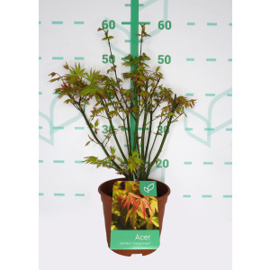 Acer palmatum "Orange Dream" 3L Deco 40/50