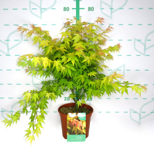 Acer palmatum "Orange Dream" 5L Deco 40/60
