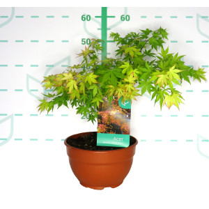 Acer palmatum "Orange Dream" 5L Tarrina 30/40