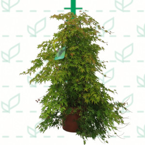 Acer palmatum "Ryusen" 15L Deco 90/110