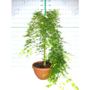 Acer palmatum "Ryusen" 23L Tarrina 100
