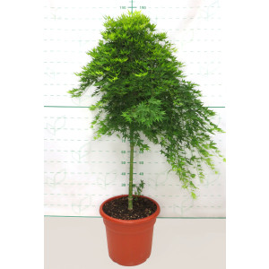 Acer palmatum "Ryusen" 35L Deco Ht 130 150 Ø6-8