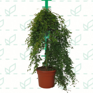 Acer palmatum "Ryusen" 35L Deco Ht 130 150 Ø6-8