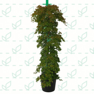 Acer palmatum "Ryusen" 50L 190/210 Ø10-12