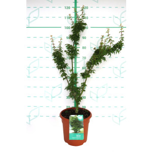 Acer palmatum "Shishigashira" 10L Deco 120/140
