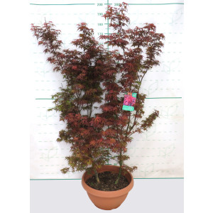 Acer palmatum "Skeeters Broom" 40L Tarrina 120/140 2 Plantas