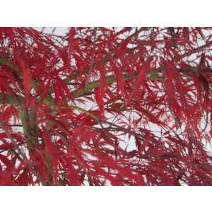 Acer palmatum "Dissectum Garnet" 15L Deco Ht 100 100/120 DC 70/90