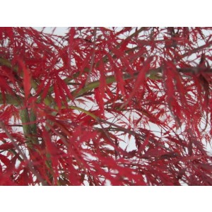 Acer palmatum "Dissectum Garnet" 15L Deco Ht 100 100/120 DC 80/100