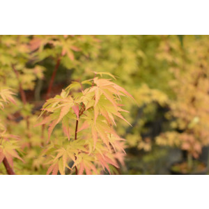 Acer palmatum "Sango Kaku" 25L Deco 180/200
