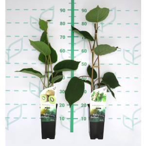 Actinidia chinensis "Hayward&Tomuri" 2L Alto 2 Tutor 75