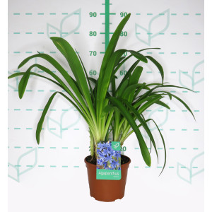 Agapanthus africanus 5L Deco 20/40