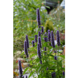 Agastache "Black Adder" 2L R/C