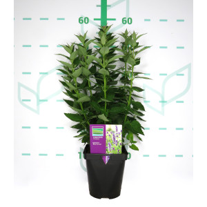 Agastache "Blue Fortune" 2L R/C 20/30