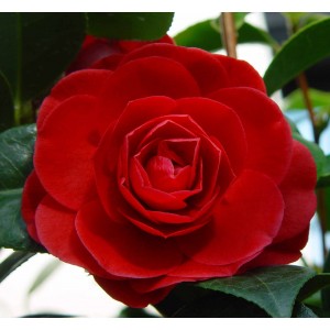 Camellia 1.5L 8+ 30/40