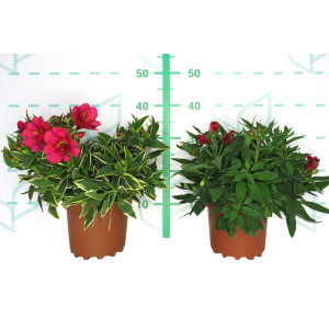 Alstroemeria hybrida  3L 15/20