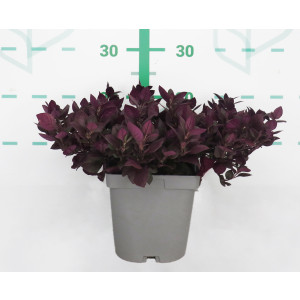 Alternanthera dentata 2L 10/20