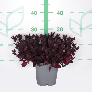 Alternanthera dentata 2L 10/20