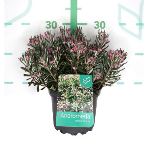 Andromeda polifolia 2L 20/25 