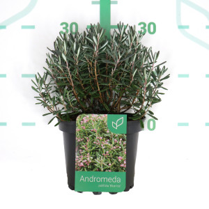 Andromeda polifolia 2L 20/25 
