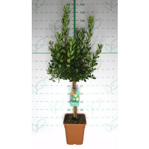 Arbutus unedo 11L Cuadrada  Ht 80/90 80/100 (Mini copa)