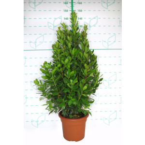 Arbutus unedo 15L 100/120