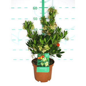 Arbutus unedo 3L 25/35