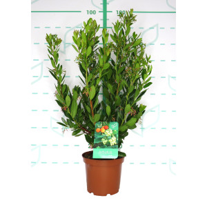 Arbutus unedo 5L 40/50