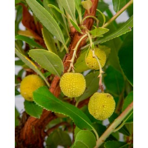 Arbutus unedo 10L 60/80