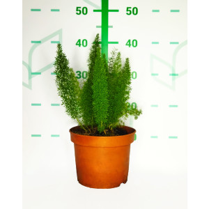 Asparagus meyeri 3L 20/30