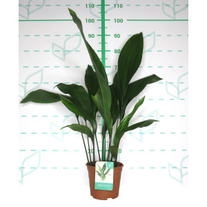 Aspidistra elatior 3L Deco 40/50