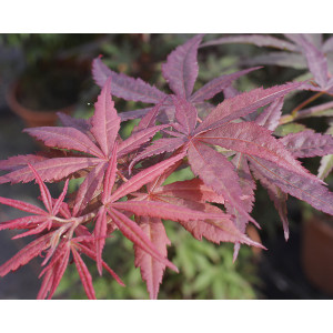 Acer palmatum "Atropurpureum" 3L Deco 30/40