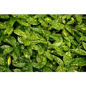 Aucuba japonica "Crotonifolia" 10L 40/50