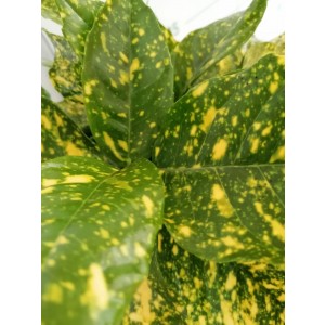 Aucuba japonica "Crotonifolia" 5L Deco 25/35